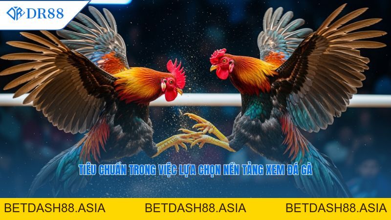 DR88: Cập Nhật Đá Gà Trực Tiếp Hôm Nay – Link Xem Các Trận đấu Mới Nhất - DR88 - BETDASH88.ASIA